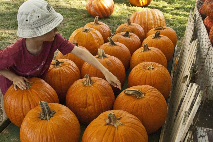 Child examines pumpkins