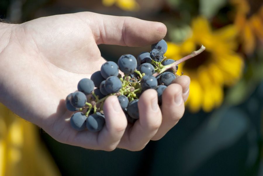 Fall+Harvest%3A++++++++++++++++++++++++++++++++++++++++++++++++++A+Popular+Festival+Showcasing+Fresh+Produce+Grown+by+Agriculture+and+Viticulture+Students