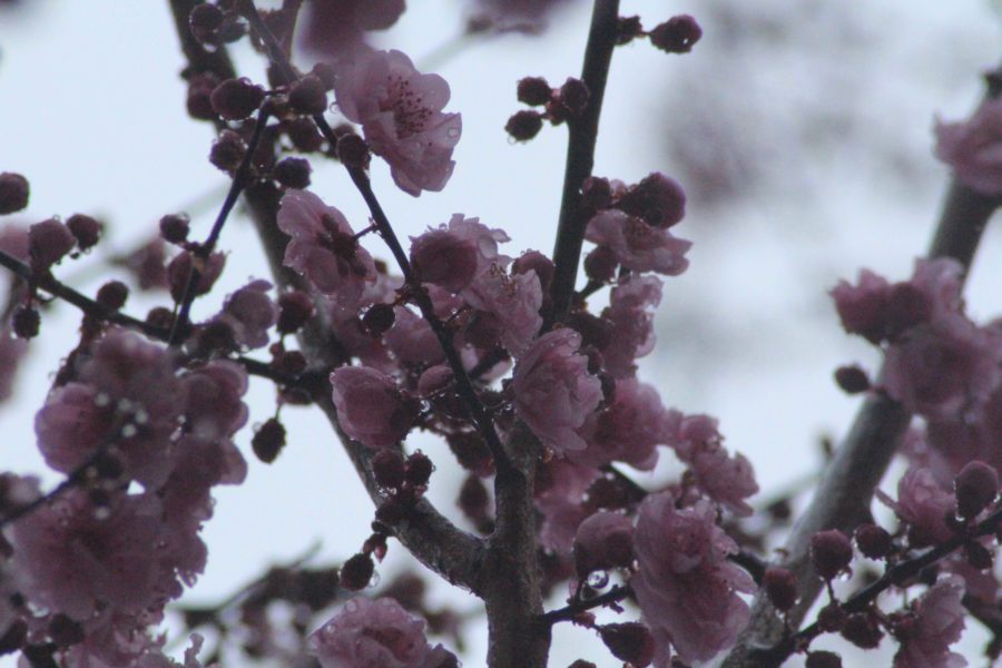 Cherry blossoms remain in  their budding phase right before they bloom as the early spring approaches Sonoma County.