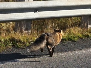 Spotting SRJC’s Feral Side: Cats, Foxes and Raccoons Take Over When Students Leave