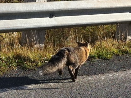 A local Gray Fox runs down the side of the road in Sonoma County. Gray Foxes are just one of many kinds of local wildlife
that an attentive student can see around the Santa Rosa Junior College Campuses and the county.