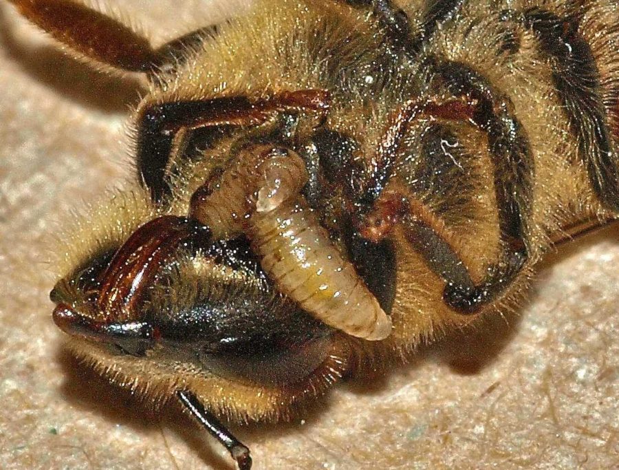 Honey bees infected by Apocephalus borealis larvae exhibit “zombie-like” behavior before dying. The larvae then pops off the head and emerges from the body.