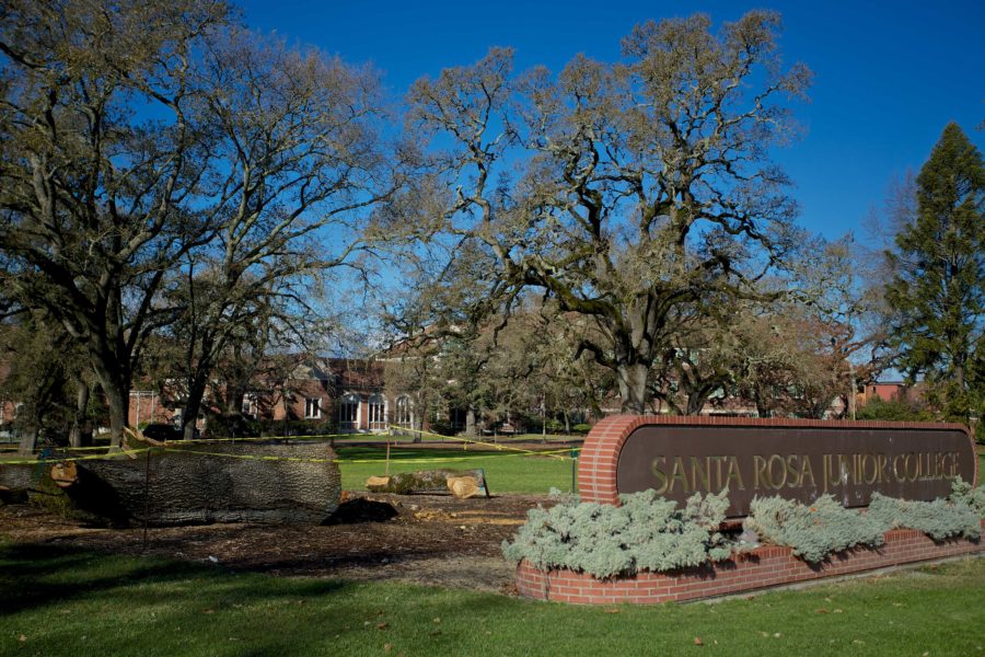 Winds+gusting+at+45+miles-per-hour+toppled+an+approximately+250-year-old+oak+tree+at+the+Santa+Rosa+campus+Nov.+1.