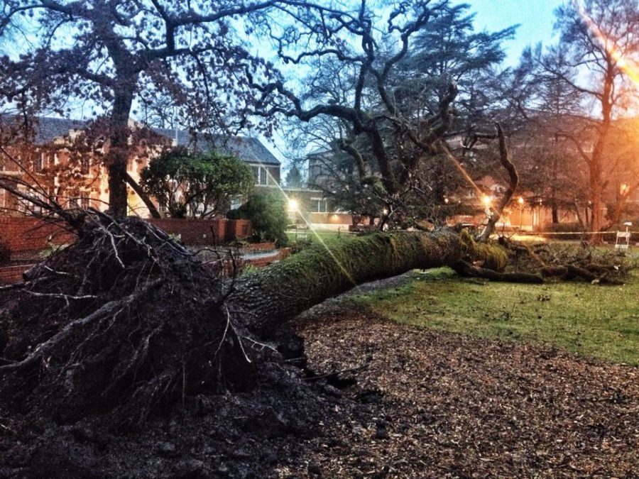Weekend storm fells second huge oak at SRJC