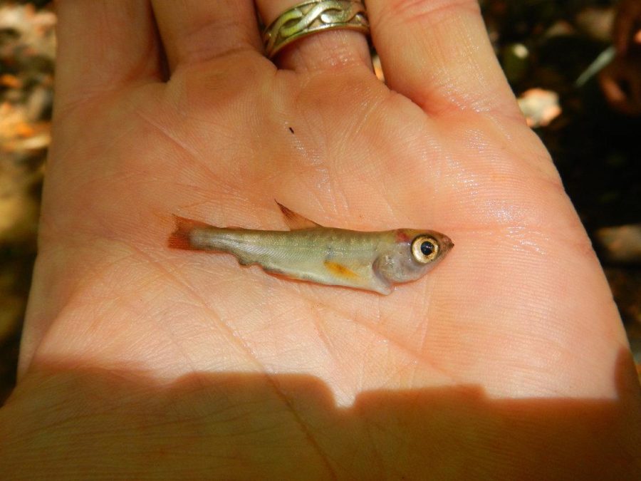 This dead juvenile coho salmon was found in a tributary of California's South Fork Eel River. About 20 large-scale marijuana farms are located upstream from the watershed pictured. All of them divert water from the stream.
Courtesy Scott Bauer and NPR.org
