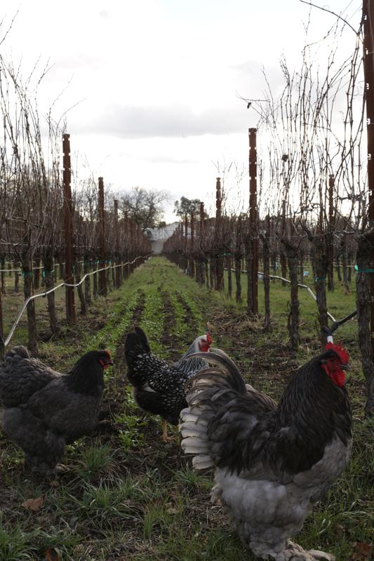 Inov8 speaker series: solving problems on family farms