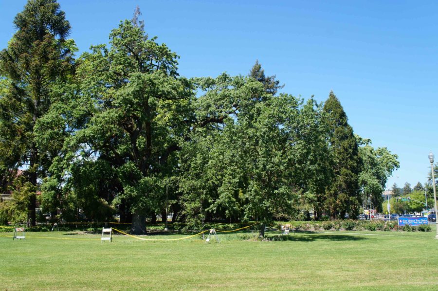 SRJC says goodbye to oak trees