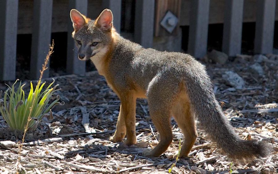 A common practice among wild foxes, this vixen decides to make her den in an urban environment, specifically Analy Village in Santa Rosa Junior College.