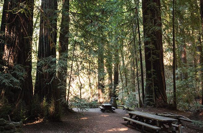 Armstrong Woods has trails to hike through redwoods.