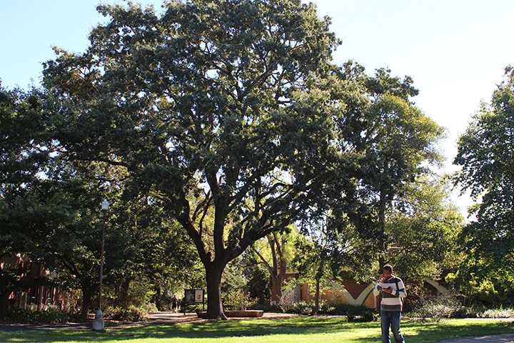 SRJC is home to beautiful oak trees that are sprawled all over Santa Rosa campus.