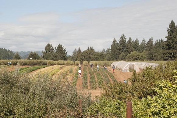 Students walk through Shone Farm where SRJC's sustainable programs take place.