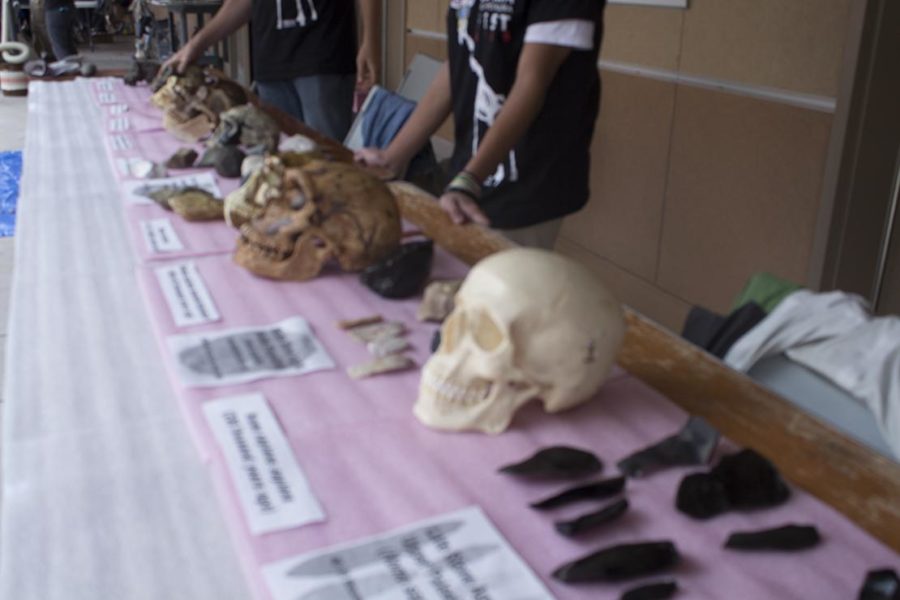 Members of the SRJC Archeology Club present the evolution of the human skull during Lumafest.