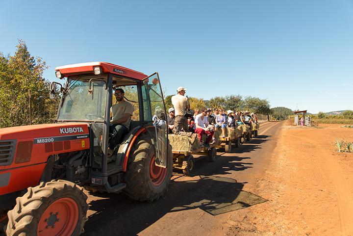 Shone Farm distributes samples of the product of their apple press: sweet apple juice. 