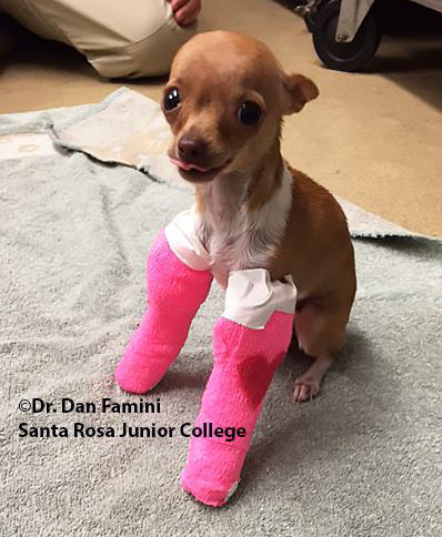 Veterinarians and foster parents cared for Darla the Chihuahua during her last few weeks of life.