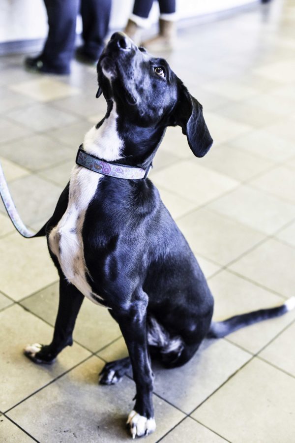 Since the incident, Daphne is in good health and has been adopted.