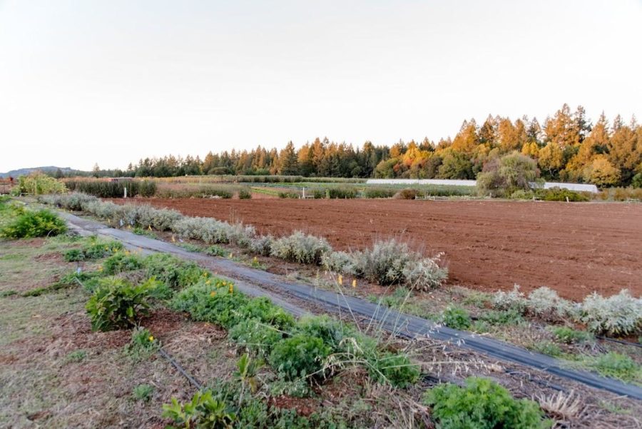 The treeline of Shone Farm hides the remains of a marijuana crop just miles north of campus, which officials had to eradicate.