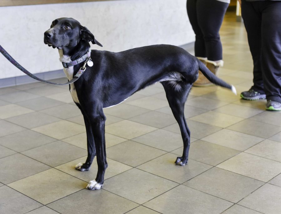 Daphne suffered fractures, skin infection and dermatitis to its leg before veterinarians amputated it.