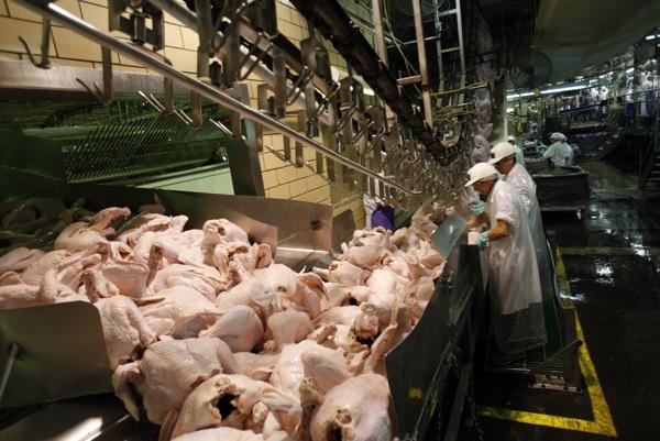 High volume turkey production causes serious repetitive stress injury to line workers.