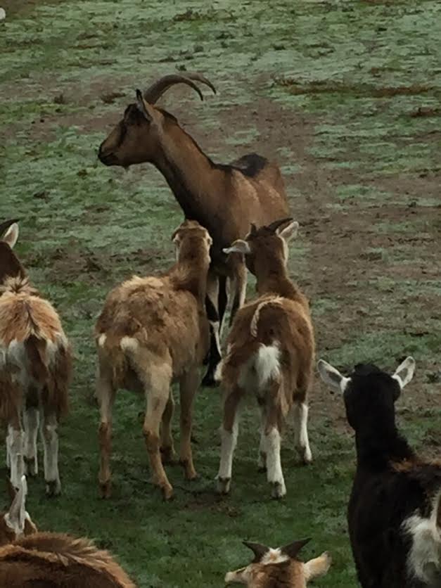 SRJC student Chase Cianfichi balances his time between the Bear Cubs baseball team and running a goat grazing company that helps farmers rid land of ivy, poison oak and star thistle. 