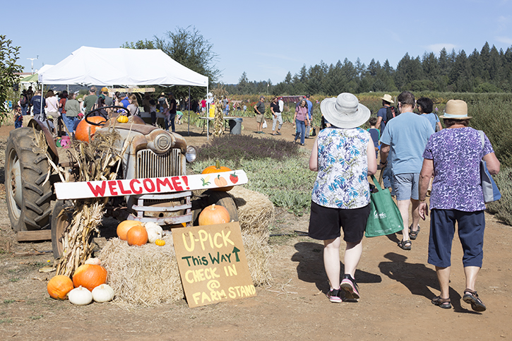 Festival goers make a beeline for the U-Pick patch.