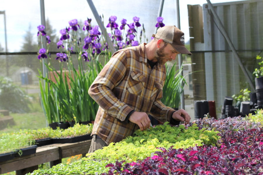 SRJC’s student enterprise projects give students the opportunity to learn hands on how to grow, market and distribute an agriculture product of their choosing. Cash crops like lettuce are grown on the farm.