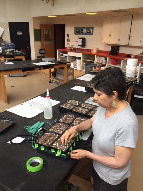 Biology Instructor Abigail Zoger is using a plant called Arabidopsis for CURE in her biology courses. She is bringing course-based undergraduate research into classrooms to give students experience with research.