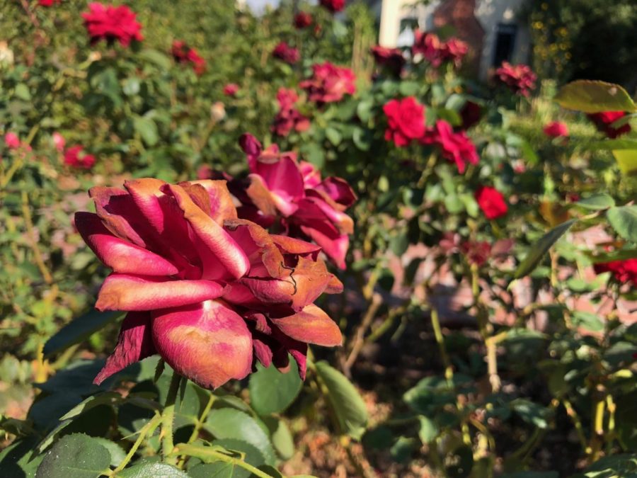 Flowers at the Luther Burbank Gardens. PC Rachel Edelstein.