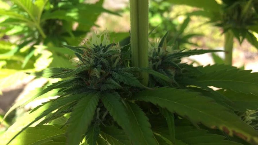 Marijuana plant during its  flowering stage. It will soon be harvested and trimmed.