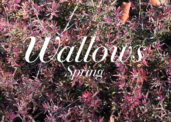 The Wallows Spring: EP mixes teenage angst and nostalgia