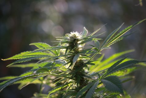 Centennial Series: SRJC’s continuously changing cannabis culture
