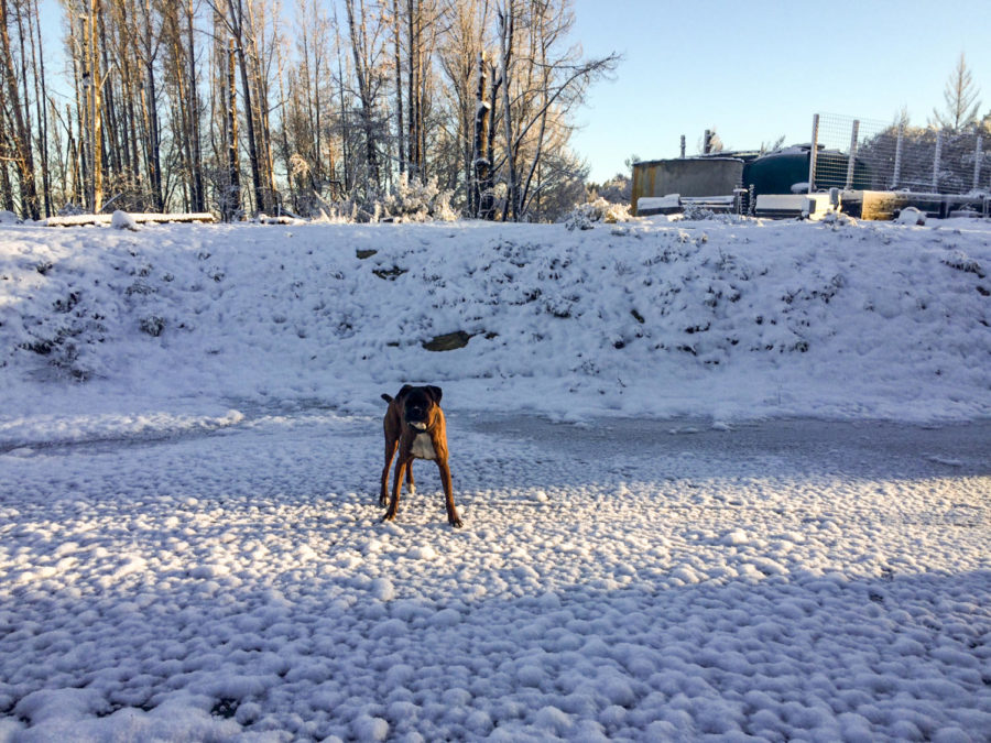 SRJC administrative assistant in the communication studies department Jennifer O'Mahony and her dog Bochy, named after Giants' manager Bruce Bochy, enjoy the rare snowfall outside her Glen Ellen home February 5, 2019. 