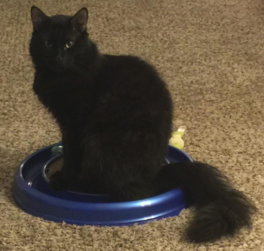 Cats in the news podcast