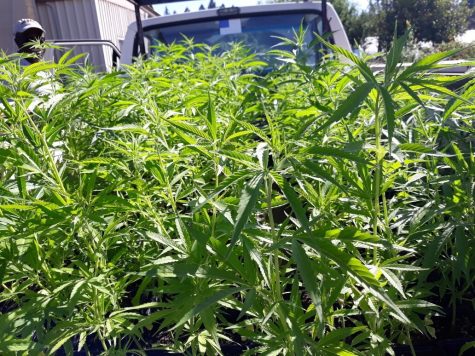 Santa Rosa Junior College to develop state’s first hemp agriculture program