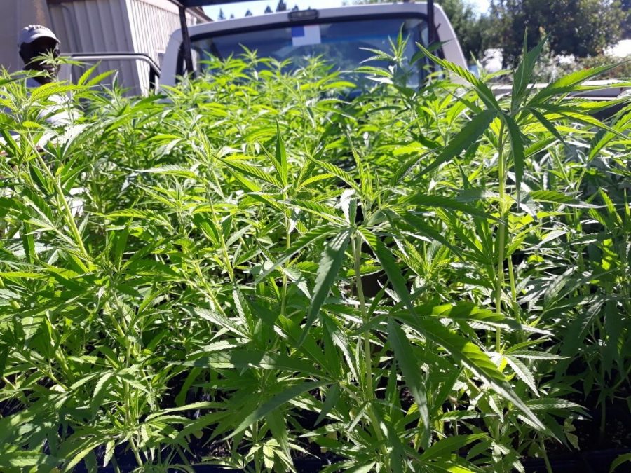 Hemp plants being unloaded at Shone Farm.