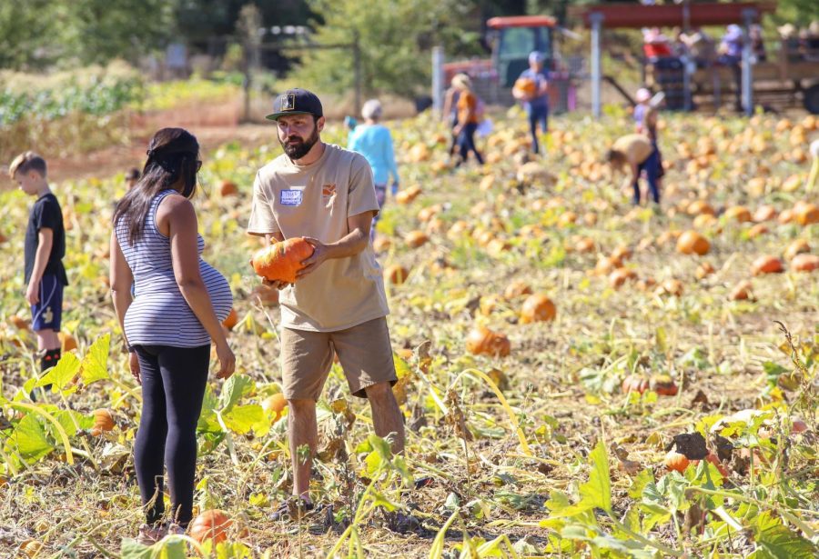At every Shone Farm Fall Festival, the pumpkin patch attracts crowds of guests from all over Sonoma County and volunteers assist guests with cutting and carrying their pumpkins to the checkout stand.