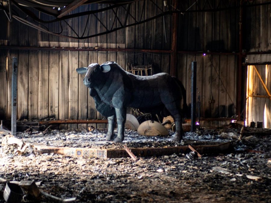 A bull statue is all that's left of the inside of a burned-out barn at Oak Ridge Angus, a 107-year-old cattle ranch that lost five homes and several cows during the Kincade Fire.