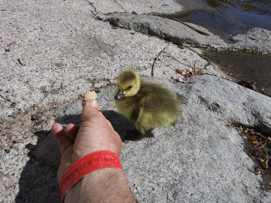 Erik's new friend, Cheep Cheep.