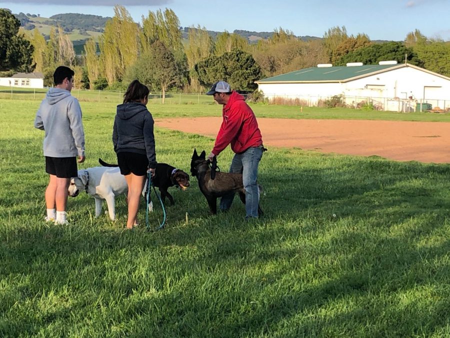 Dog owners meet at Prince Park and flout the county's social distancing requirements which mandate people from different households stand at least six feet apart from one another.