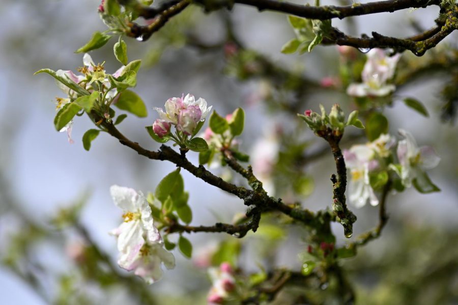 Tom Chown, who captured this photograph during a walk from his Kenwood home, looks forward to when we can all be back on campus.