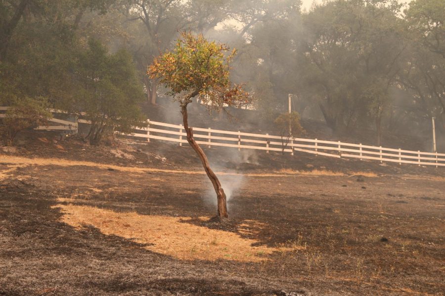 A lone tree smolders on Calistoga Road.