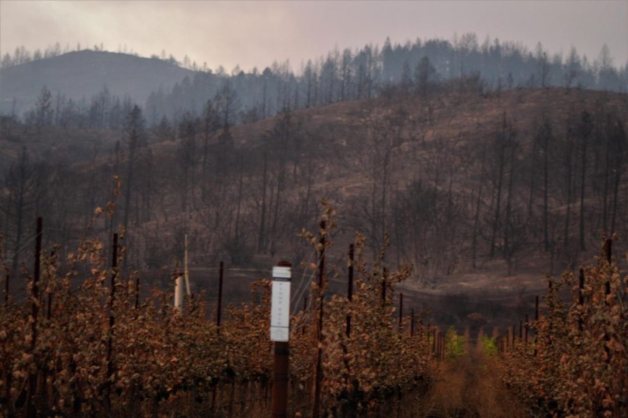 The burnt grapevines in the foreground give the destroyed timber forest in the background a distinctly Sonoma-fire feel. 