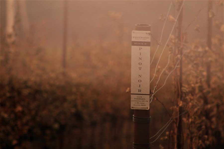 A section of Westwood Estate Wines’ pinot noir grapes sit burnt along Highway 12.   