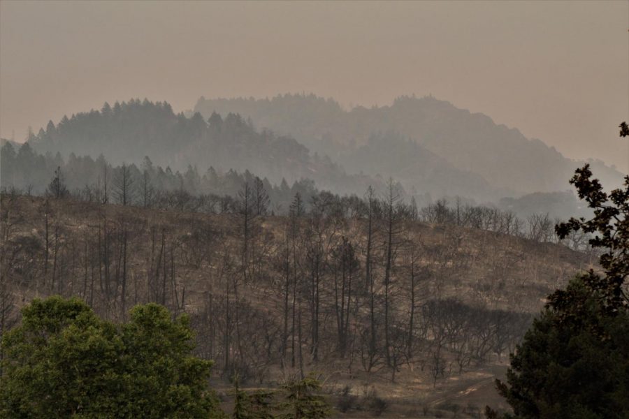 A heavily timbered hillside is completely burnt from the Glass Fire.