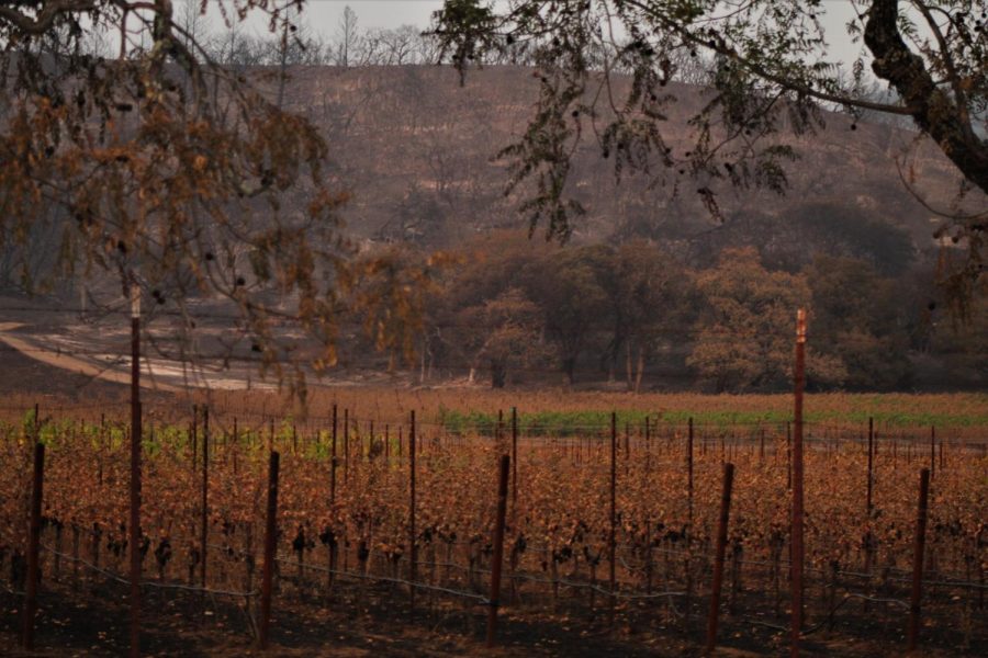 One section of burnt vineyard sits between other untouched blocks.