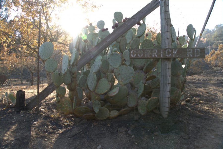 Water filled cactus survived amidst torched grass on Corrick Road