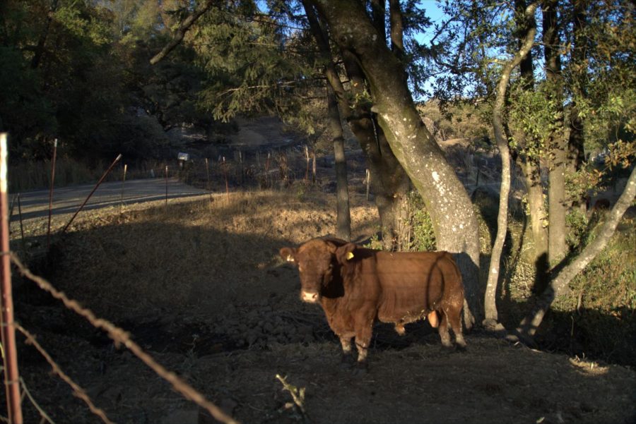 A cow grazing on the few patches of grass not devastated by the Glass Fire near Los Alamos Road.