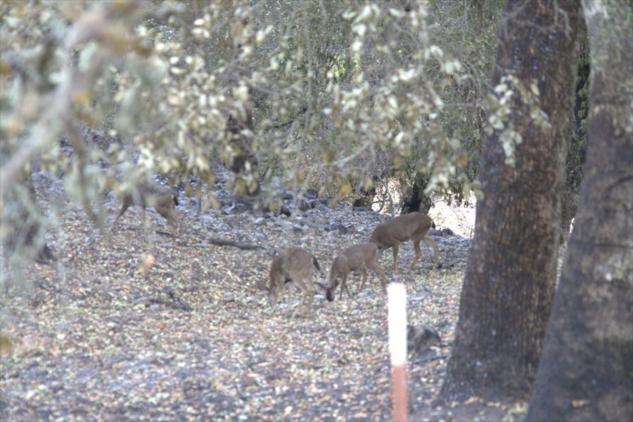 Deer in the hills around Los Alamos Road are still able graze after the devastation