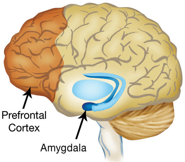 The prefrontal cortex and amygdala may be the two most important decision makers in the brain.