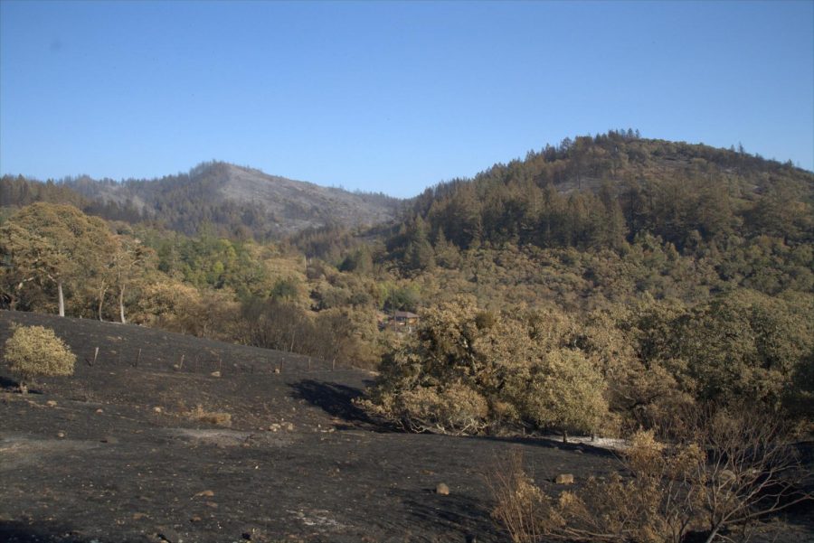 The Glass Fire burned in a mosaic pattern along the hills around Los Alamos Road