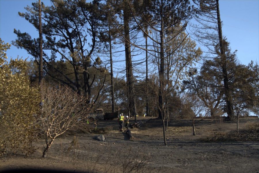 Workers are cutting down dead trees after Glass Fire devastation